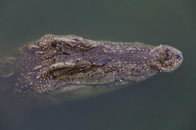 Close-up grote kop krokodil is showhoofd in rivier