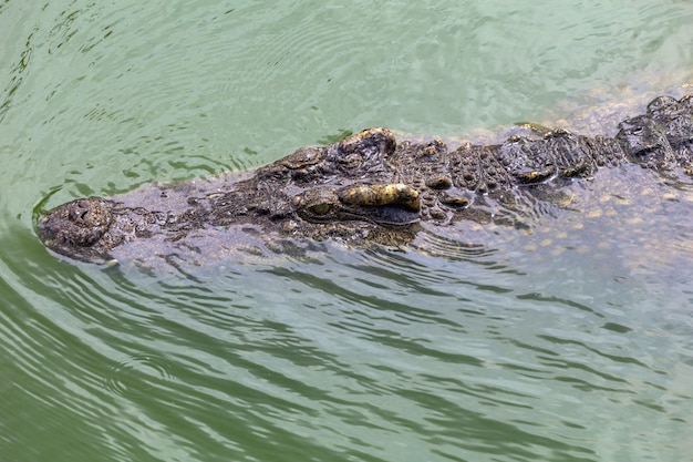 Close-up grote kop krokodil is showhoofd in rivier