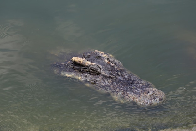 Close-up grote kop krokodil is showhoofd in rivier