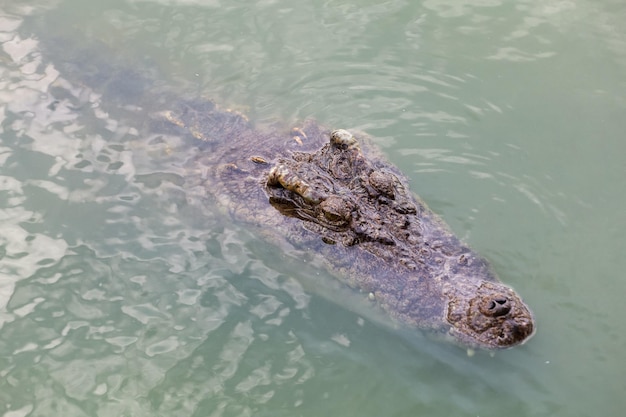 Close-up grote kop krokodil is showhoofd in rivier