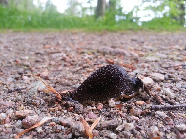 Close-up of ground on the ground