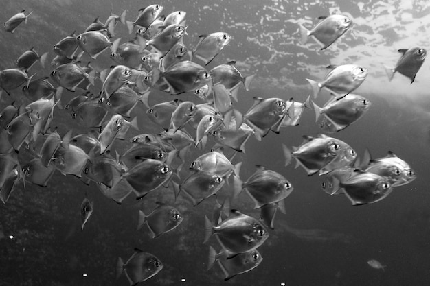 Photo close-up of group of fish in sea