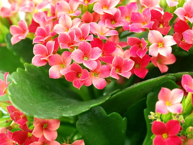 A close up of a group of kalanchoe blooms