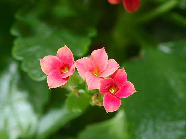 A close up of a group of kalanchoe blooms