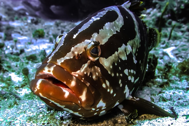 Близкий взгляд на морского дна