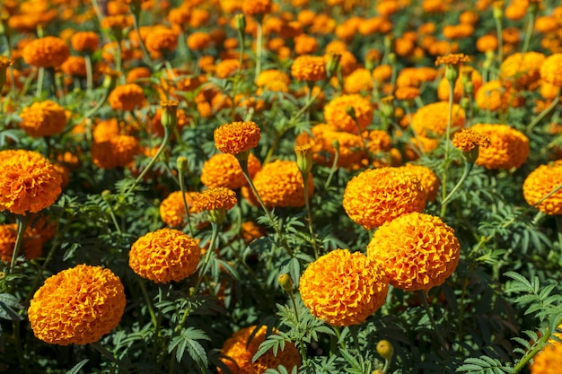 晴れた日に畑で育つマリゴールドの花を近づける