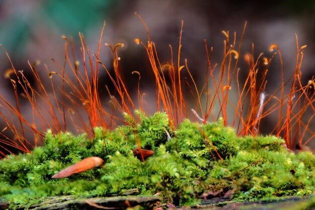 Photo close-up of growing moss