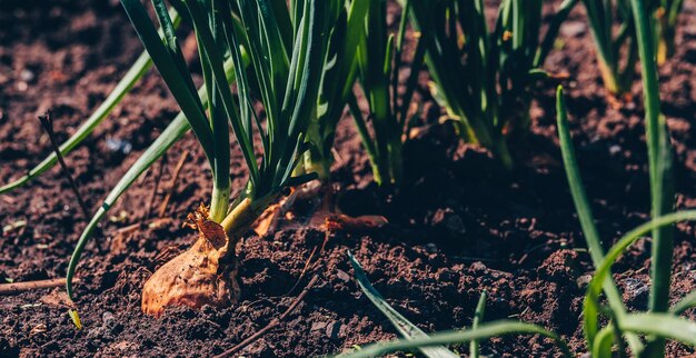 Close up of growing onion in garden Blooming onion in ground Concept of space for your text