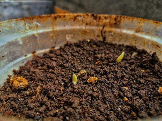 Photo close-up of growing plant  in soil in pot