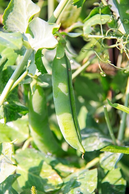 Close up of growing snow peas