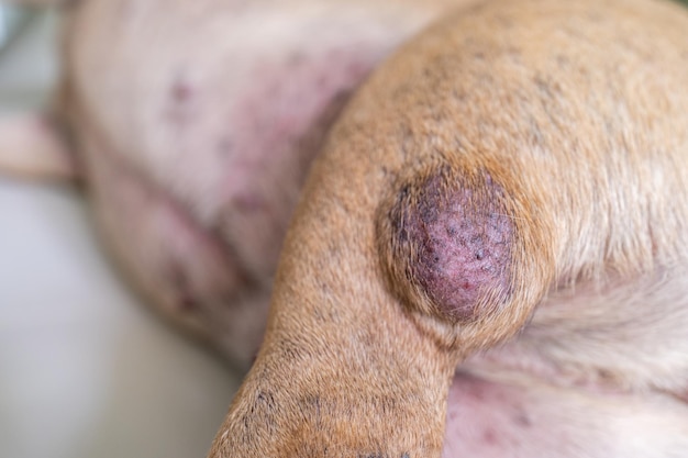 Close up growing tumor on dog's leg.