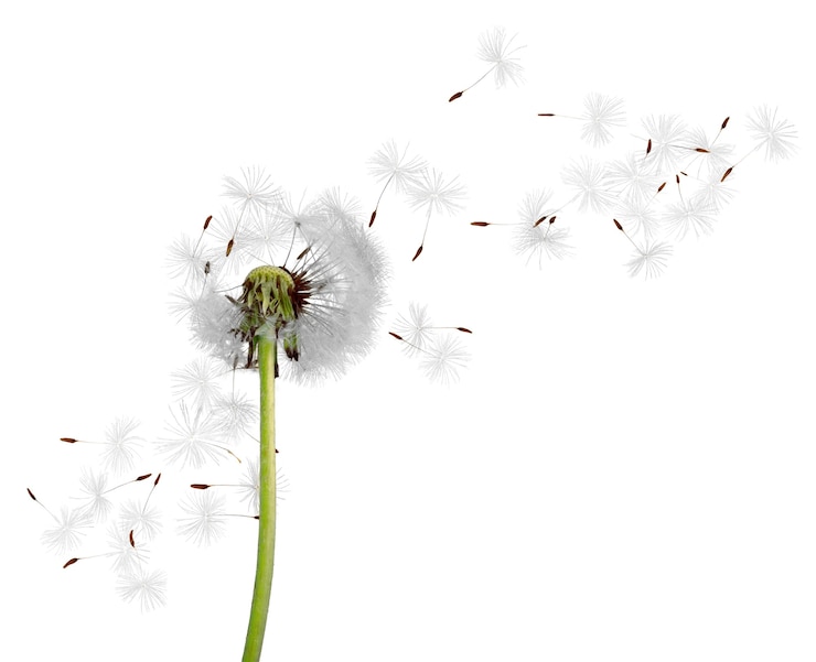 Photo close up of grown dandelion and dandelion seeds isolated on  background