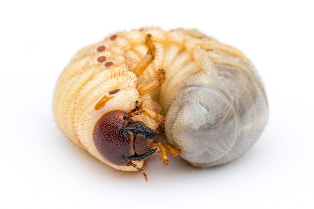 Close up of grub worms, coconut rhinoceros beetle