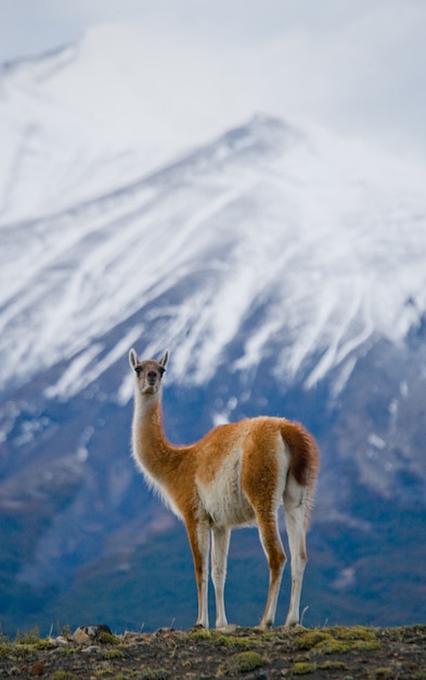 Close up on guanaco camelid in the nature