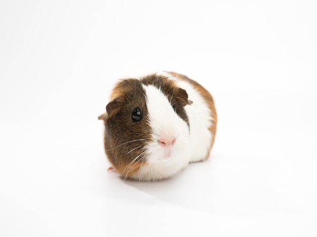 Photo close-up of guinea pig against white background