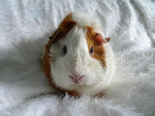 Photo close-up of a guinea pig