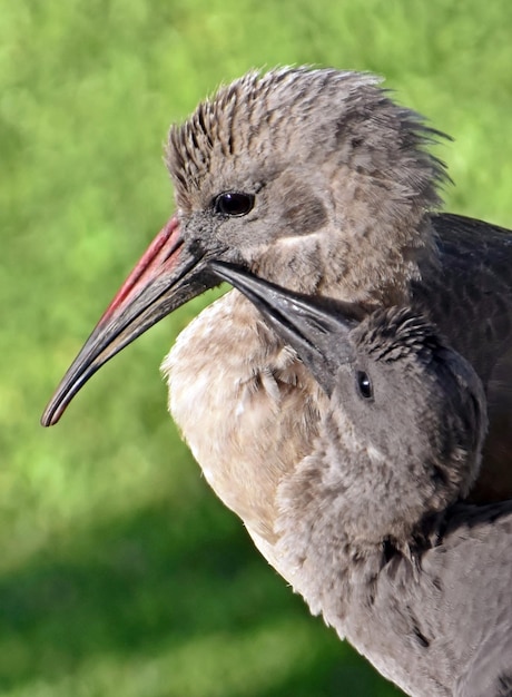 Close up of a Hadeda Ibis with her chick