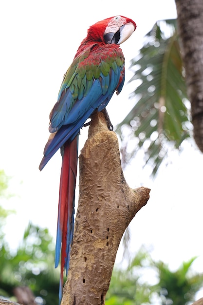 Foto primo piano aveva l'uccello pappagallo ara rossa nel giardino della natura