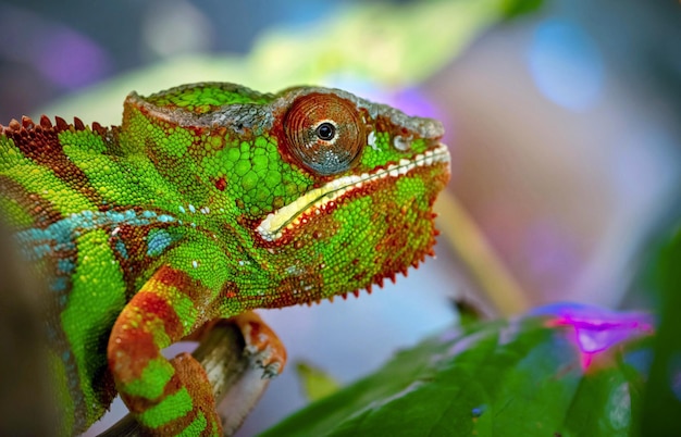 Close-up hagedis kameleon