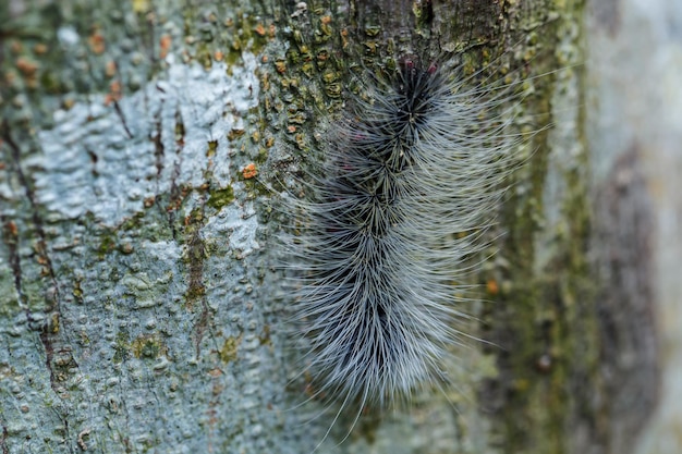 Close up hairy caterpillars on tree