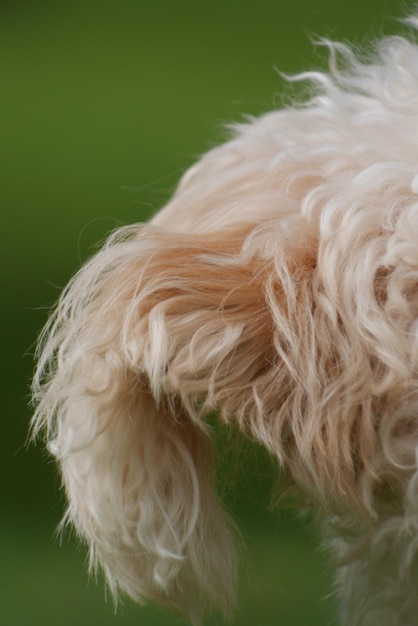 Photo close-up of hairy dog