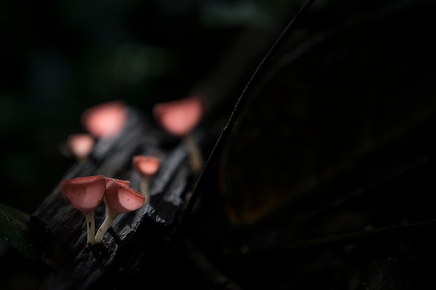 Close up of hairy red orange mushroom grown on bark of tree in the tropical forest