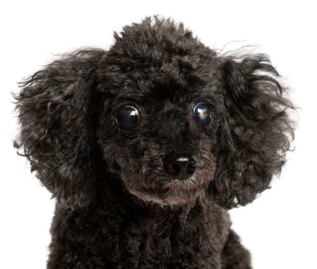 Close-up of half blind Poodle, 13 years old,