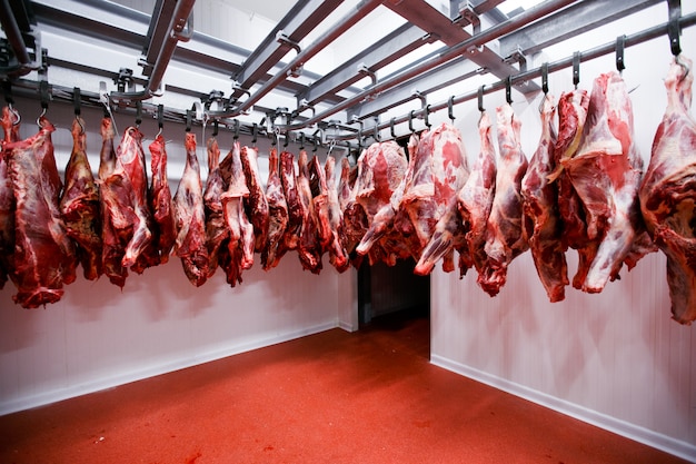 Close up of a half cow chunks fresh hung and arranged in a row in a large fridge in the fridge meat industry.