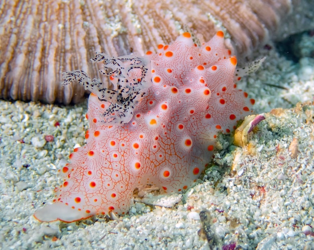 Близкий взгляд на морского слизняка