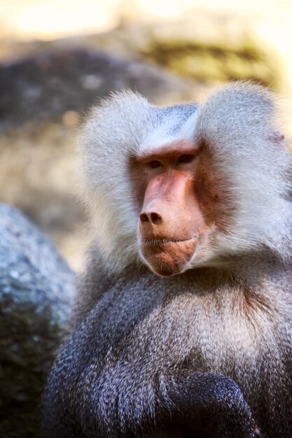 Photo close-up of hamadryas baboon