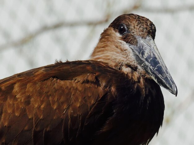 Photo close-up of hamerkop