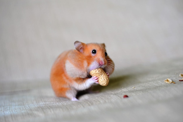 close-up of a hamster eating groundnut