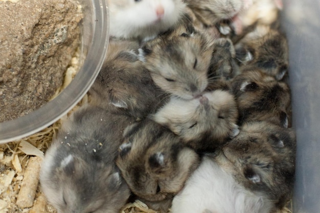 Foto close-up di cuccioli di criceto che dormono nel contenitore