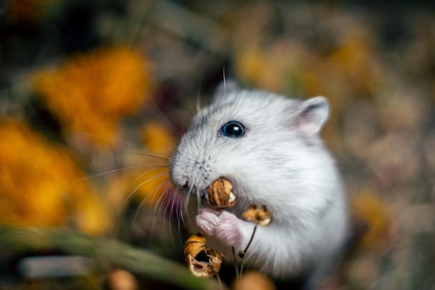 Photo close-up of hamster