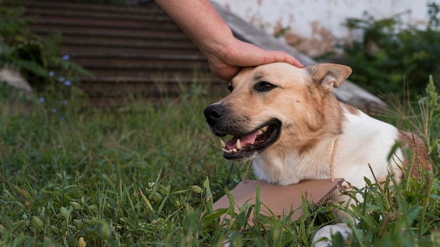 Close-up hand aanraken van het hoofd van de hond