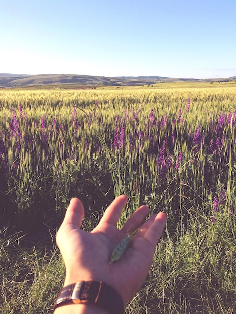 Foto close-up di una mano contro una pianta sul campo contro un cielo limpido