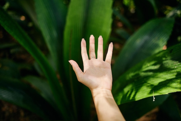 Foto prossimo piano della mano contro la pianta