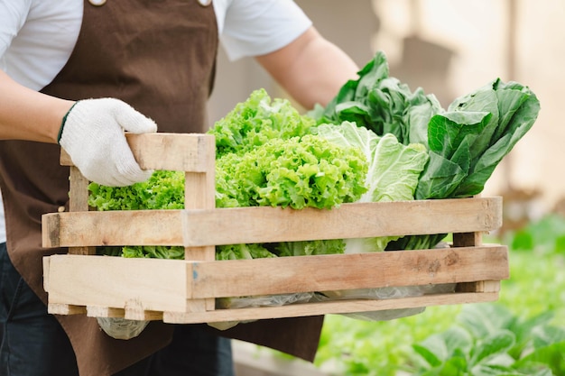 Close up hand of Asian farmer man holding wooden box full of fresh raw vegetables. Organic farm concept.