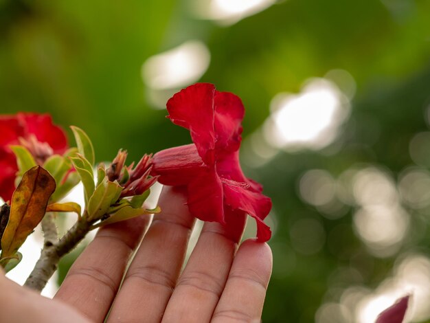 Close-up of hand by red flowering plant