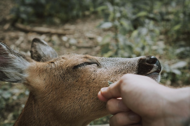 Close-up of a hand caressing a baby deer