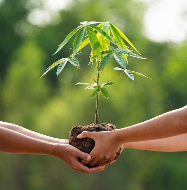 Крупным планом руки детей, помогая сажать дерево в природе