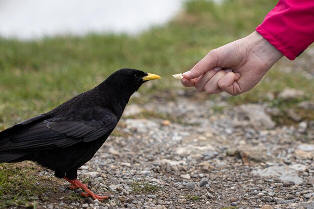 Foto close-up di un uccello che mangia la mano sul campo