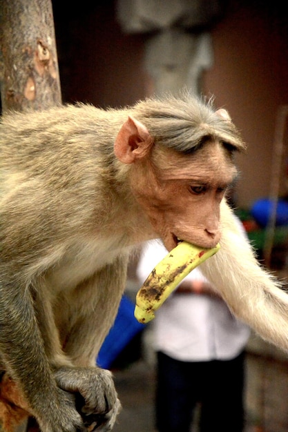 Photo close-up of hand eating monkey