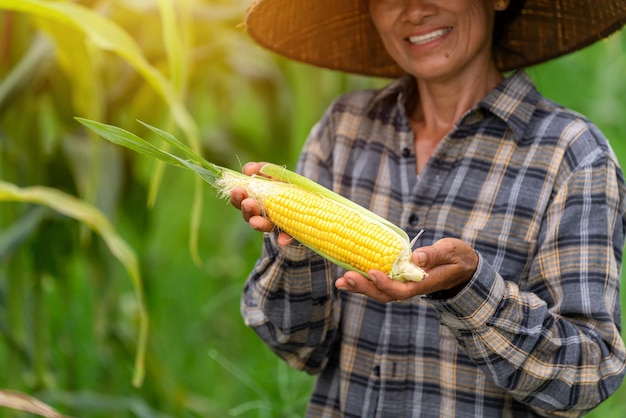 Chiuda sulla mano dell'agricoltore che tiene un mais fresco e un mais perfetto nel campo agricoltura