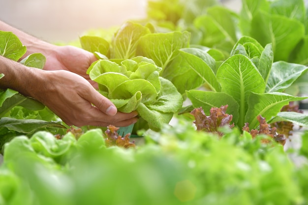 Close up hand farmer in hydroponic garden during morning time food background concept 