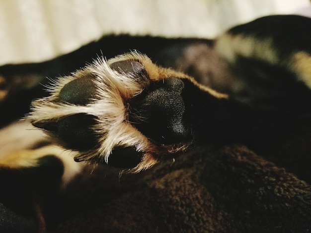 close-up of hand feeding on bed