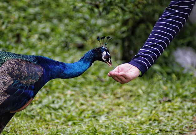 Close-up of hand feeding bird