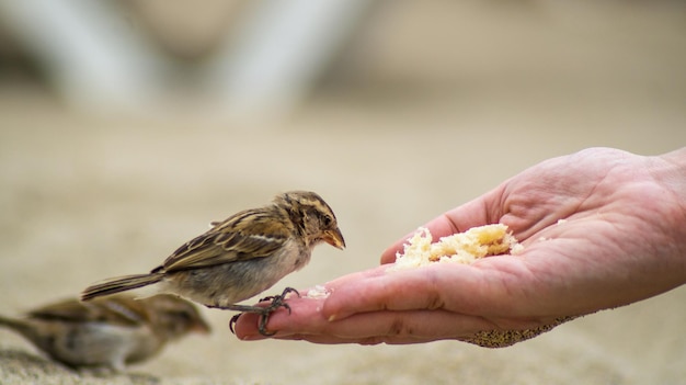 Photo close-up of hand feeding bird