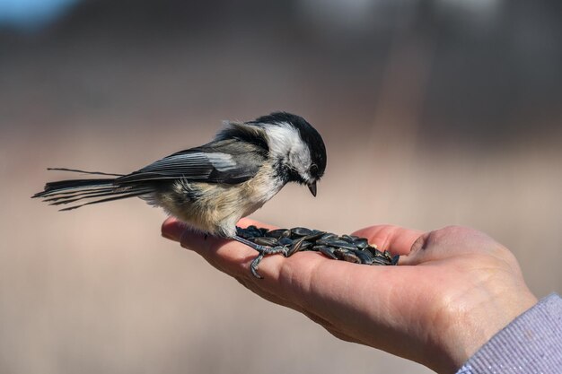 Photo close-up of hand feeding bird