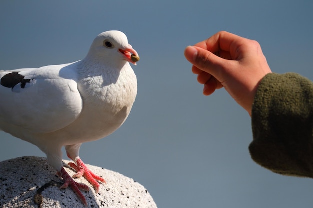 Foto close-up di uccelli che nutrono a mano contro il cielo